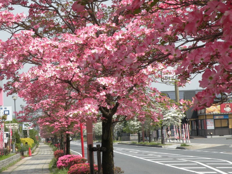 坂戸市にっさいはなみずき